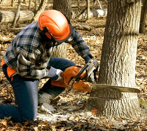 Tree Removal in Scotland, AR
